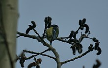 Лазоревка обыкновенная (Cyanistes caeruleus) питается серёжками осины.