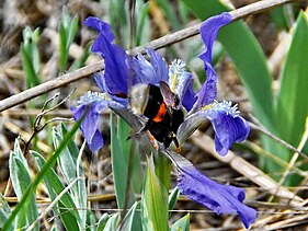 Пі́вники ка́рликові (Iris pumila) як медоноси