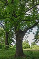 Стріхівці Біогрупа екзотичних дерев.jpg
