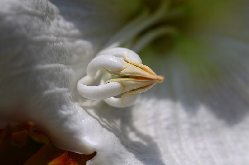 File:หิรัญญิการ์ Beaumontia grandiflora Wall. FAMILY APOCYNACEAE (7).jpg