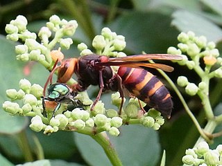 <i>Vespa ducalis</i> Species of wasp