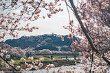 白石川の岸辺から望む一目千本桜と船岡城址公園の桜