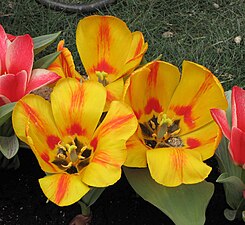 鬱金香 Tulipa gesneriana -香港花展 Hong Kong Flower Show- (9255261738).jpg