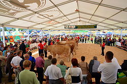 Konkurs hodowców bydła simentalskiego w roku 2013