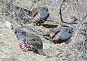 067 - MOUNTAIN QUAIL (23. 11. 2007) carrizo plain nat mon, sloco, ca (4) (8719266418) .jpg