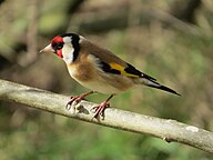 State Bird of Guernsey