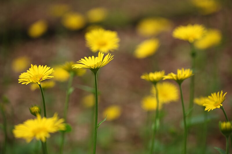 File:1-Doronicum pardalianches.JPG