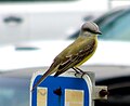 Tropical Kingbird sitting on a sign at Lake Harlingen.