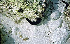 File:13. Sea Cucumber (787991171).jpg (Category:Holothuria leucospilota)