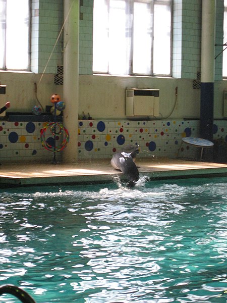 File:2005. Гастроли севастопольского дельфинария в Донецке 30.jpg
