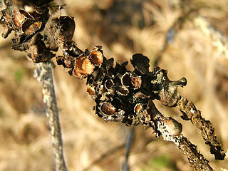 <i>Pleurosticta</i> Genus of lichen