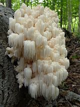 Hericium americanum