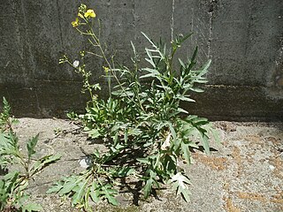 <i>Diplotaxis tenuifolia</i> species of plant