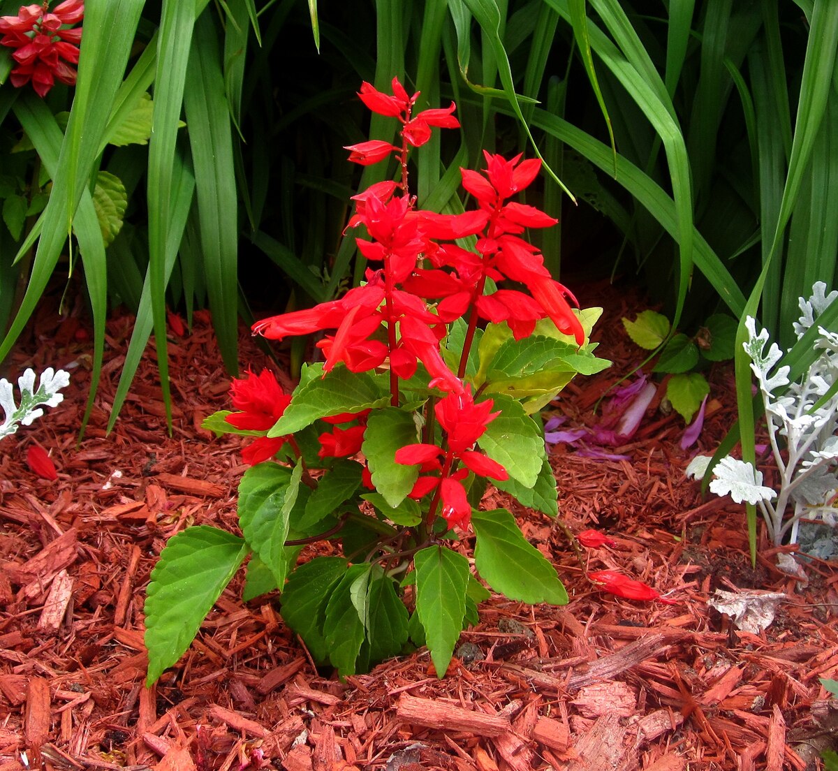 Сальвия блестящая (Salvia splendens)