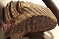 eiszeitlicher Mammutbackenzahn