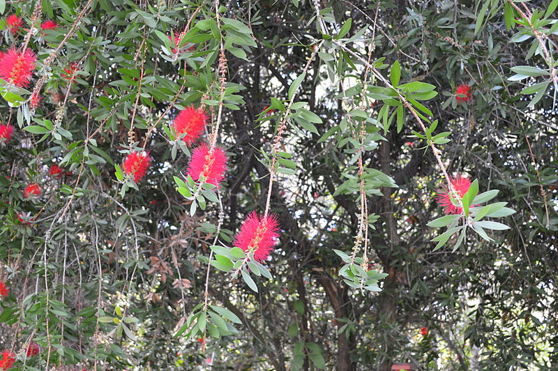 File:20140712-0219 Callistemon in CA.JPG