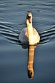 Swan (Cygnus olor) at lake Starnberg, Bavaria, Germany