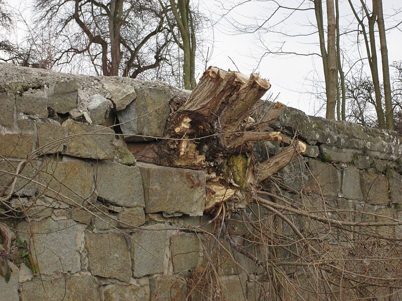 File:2018-02-13 (622) Overgrown wall at Bahnhof Mauthausen.jpg
