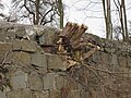 2018-02-13 (622) Overgrown wall at Bahnhof Mauthausen.jpg