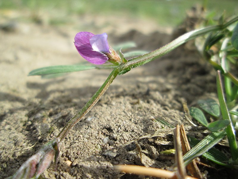 File:20180403Vicia lathyroides1.jpg