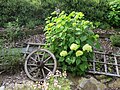 2019-07-01 Hydrangea (snowball hortensia) at Bichlhäusl, Tiefgrabenrotte, Frankenfels