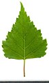 * Nomination Betula. Leaf adaxial side. --Knopik-som 02:21, 26 September 2021 (UTC) * Promotion  Support Good quality -- Johann Jaritz 02:48, 26 September 2021 (UTC)