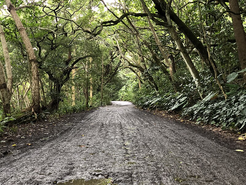 File:2021-10-10 15 36 13 View northeast along Waipio Valley Road as it crosses the valley floor between the bottom of the steep descent and the beach in Waipio, Hawaii County, Hawaii.jpg