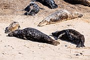 Seals at Horsey Dunes in Norfolk, United Kingdom.