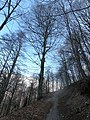 wikimedia_commons=File:20220210-grandi_alberi-099.jpg