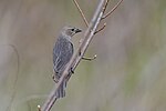 Thumbnail for File:20240412 brown headed cowbird south meadows PD208091.jpg