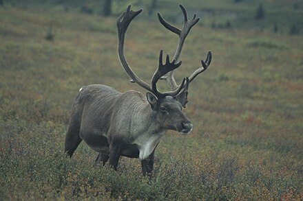 Caribou near Savage River