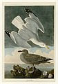 291. Herring Gull