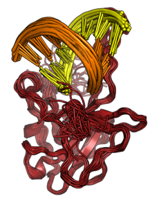 NMR structure of the SARS-CoV-2 N protein N-terminal domain (red) in complex with double-stranded RNA (orange and yellow). 7acs all states.png