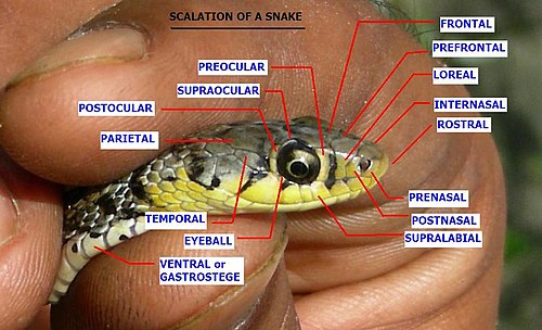 Sideview of the head of a hand-held snake to show the name and position of scales.