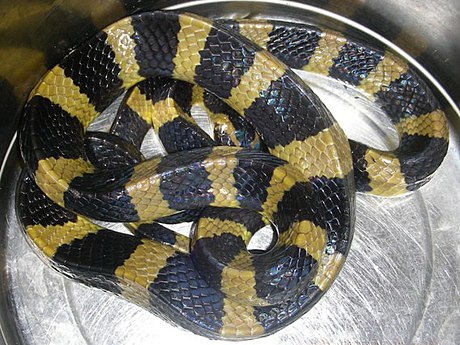 File:AB 052 Banded Krait.JPG