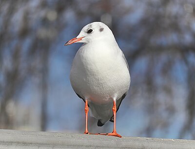 A Black-headed gull showing its winter plumage.