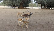 Vignette pour Désert du Cholistan