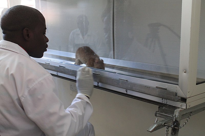 File:A man training a rat at the Apopo rat training ion Tanzania.jpg