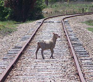 A sheep on a railway track.jpg