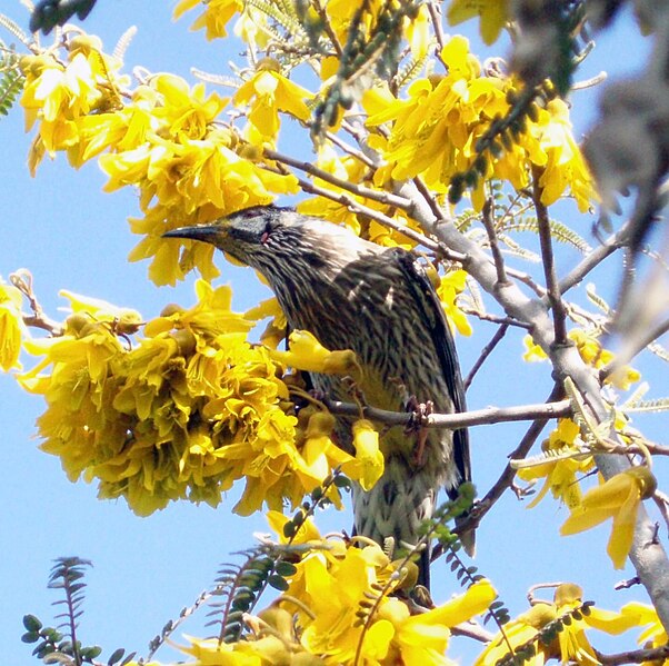 File:A wattle bird on a tree.jpg