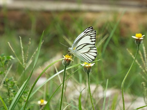 A white butterfly