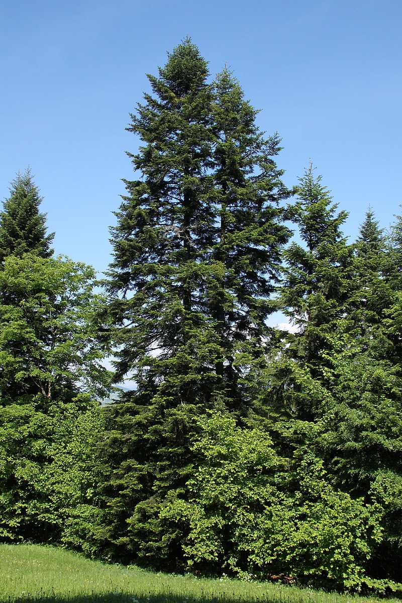 https://upload.wikimedia.org/wikipedia/commons/thumb/e/ed/Abies_alba_Pieniny_2.jpg/800px-Abies_alba_Pieniny_2.jpg