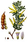 Acacia senegal - Köhler–s Medizinal-Pflanzen-004.jpg