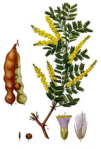Acacia senegal - Köhler–s Medizinal-Pflanzen-004.jpg