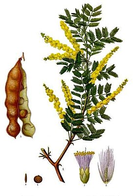 Acacia senegal - Koehler – s Medizinal-Pflanzen-004.jpg