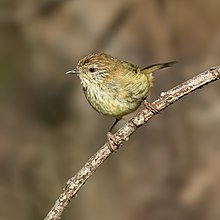 Acanthiza lineata - Wianamatta Reserve.jpg