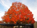 Acer saccharum, or sugar maple.