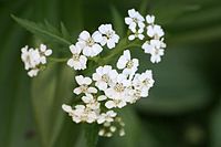 Achillea macrophylla