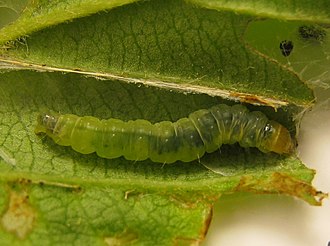 Caterpillar of Acleris schalleriana on Viburnum dentatum Acleris schalleriana caterpillar.jpg