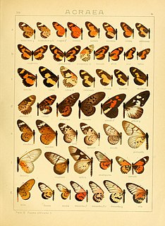 <i>Acraea oberthueri</i> Species of butterfly